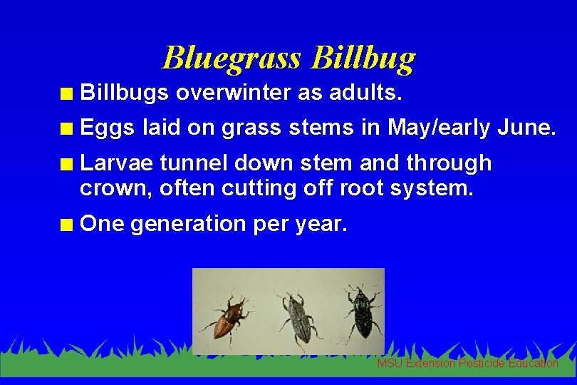 Bluegrass Billbug n Billbugs overwinter as adults. n Eggs laid on grass stems in