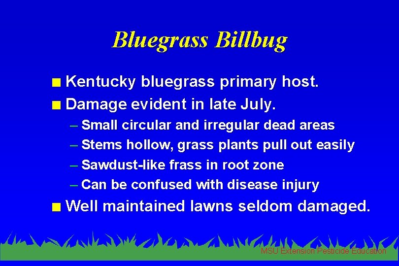 Bluegrass Billbug Kentucky bluegrass primary host. n Damage evident in late July. n –