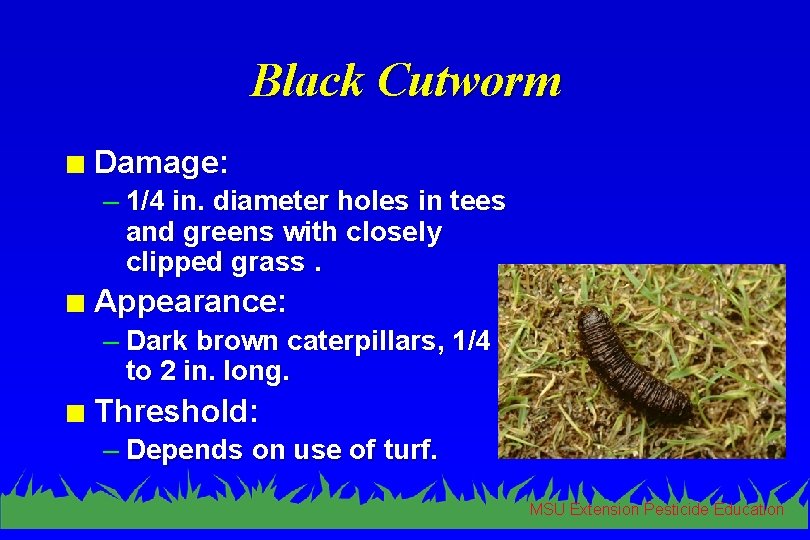 Black Cutworm n Damage: – 1/4 in. diameter holes in tees and greens with