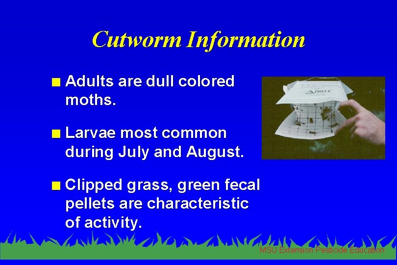 Cutworm Information n Adults are dull colored moths. n Larvae most common during July