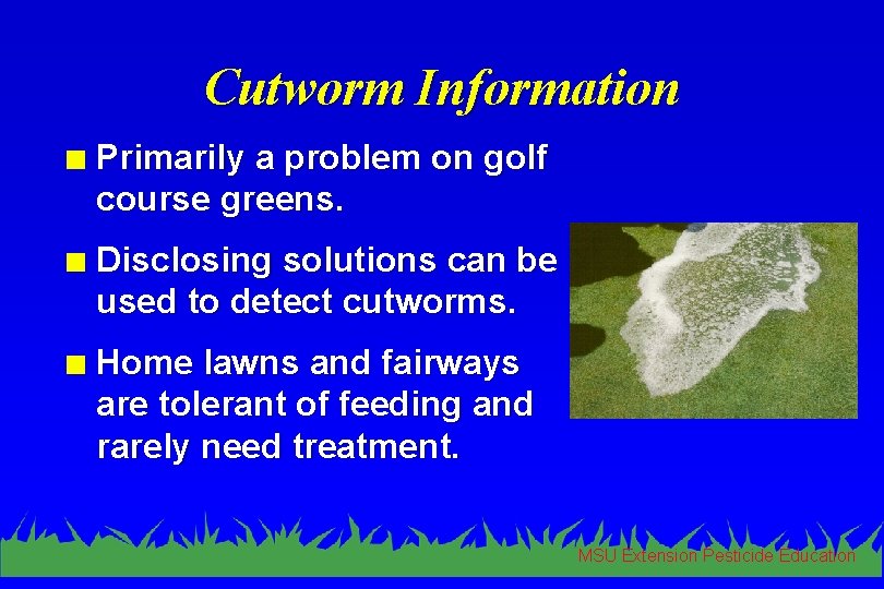Cutworm Information n Primarily a problem on golf course greens. n Disclosing solutions can