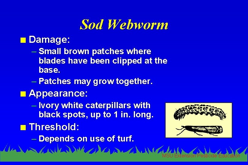 Sod Webworm n Damage: – Small brown patches where blades have been clipped at