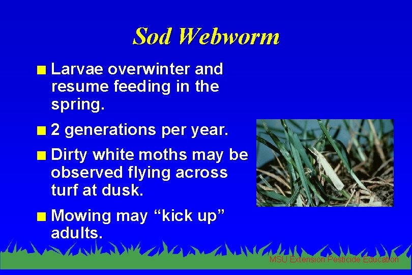 Sod Webworm n Larvae overwinter and resume feeding in the spring. n 2 generations