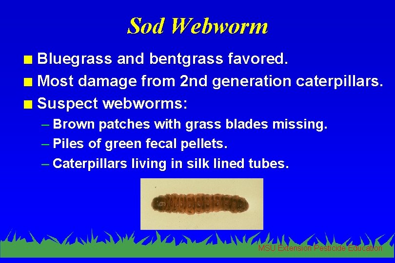 Sod Webworm Bluegrass and bentgrass favored. n Most damage from 2 nd generation caterpillars.
