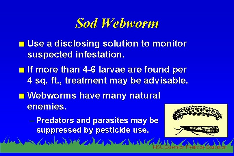 Sod Webworm n Use a disclosing solution to monitor suspected infestation. n If more