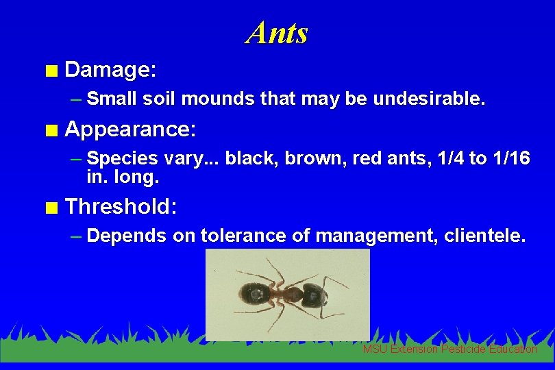 Ants n Damage: – Small soil mounds that may be undesirable. n Appearance: –