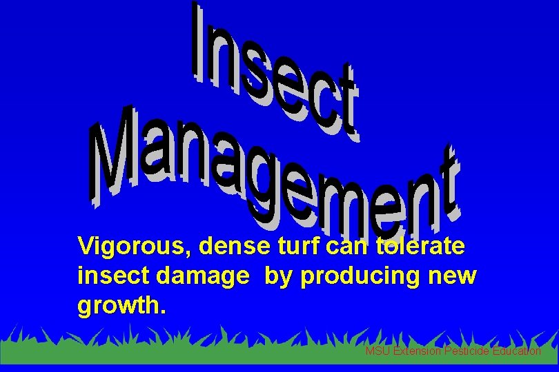 Vigorous, dense turf can tolerate insect damage by producing new growth. MSU Extension Pesticide