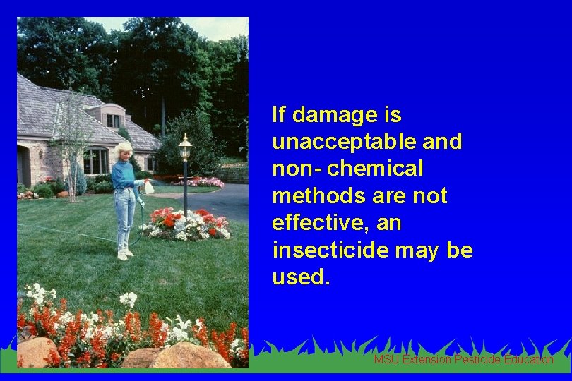 If damage is unacceptable and non- chemical methods are not effective, an insecticide may