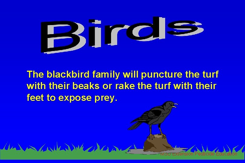 The blackbird family will puncture the turf with their beaks or rake the turf