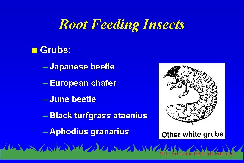 Root Feeding Insects n Grubs: – Japanese beetle – European chafer – June beetle