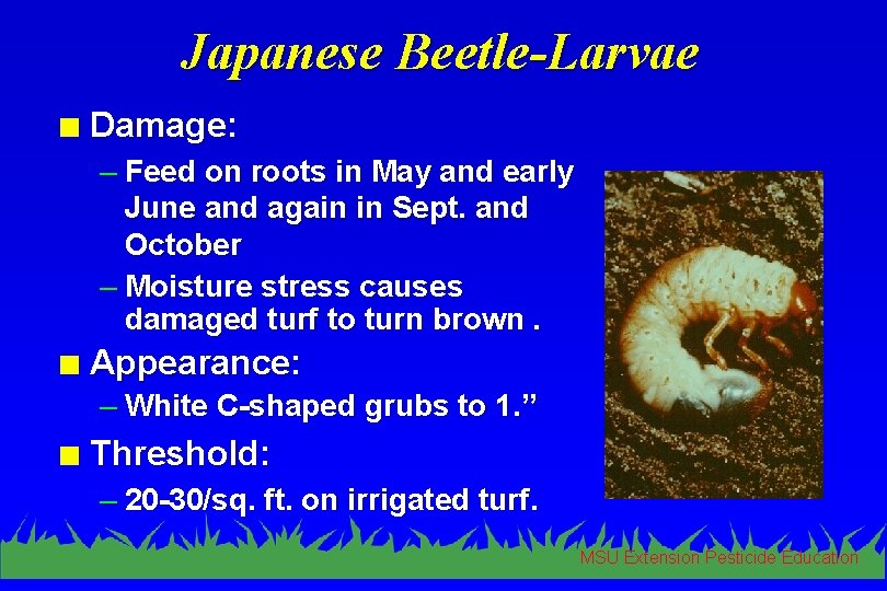 Japanese Beetle-Larvae n Damage: – Feed on roots in May and early June and