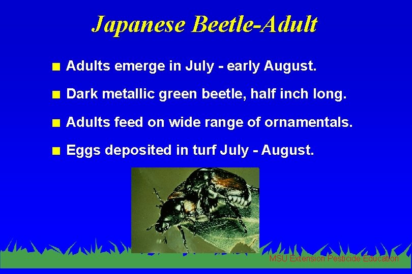 Japanese Beetle-Adult n Adults emerge in July - early August. n Dark metallic green