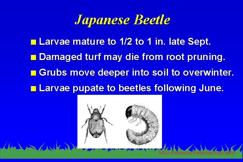 Japanese Beetle n Larvae mature to 1/2 to 1 in. late Sept. n Damaged