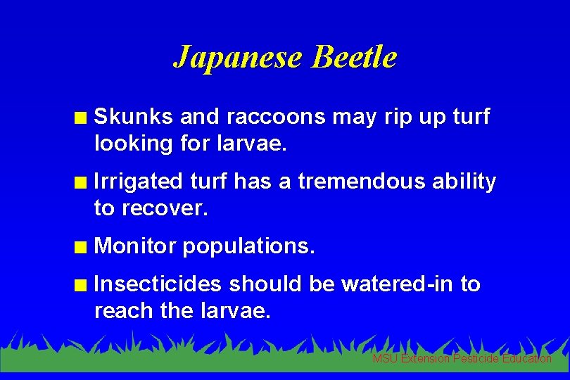 Japanese Beetle n Skunks and raccoons may rip up turf looking for larvae. n