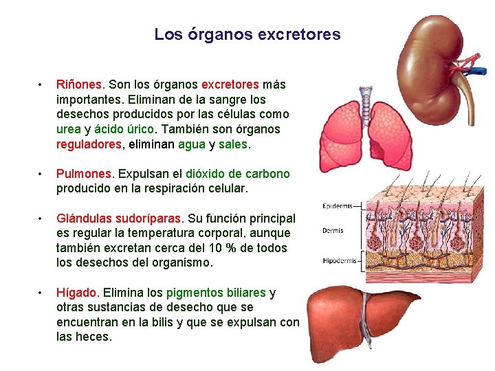 03 Los órganos excretores • Riñones. Son los órganos excretores más importantes. Eliminan de