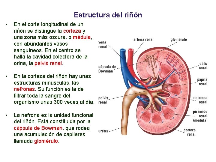03 Estructura del riñón • En el corte longitudinal de un riñón se distingue