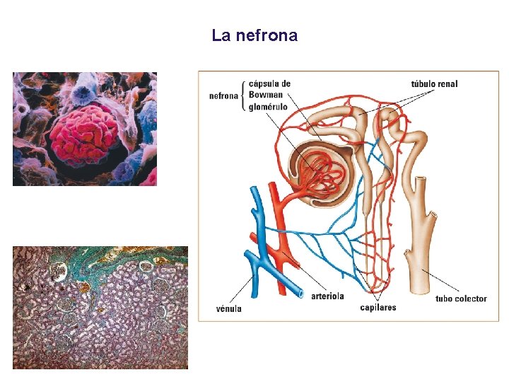 03 La nefrona 