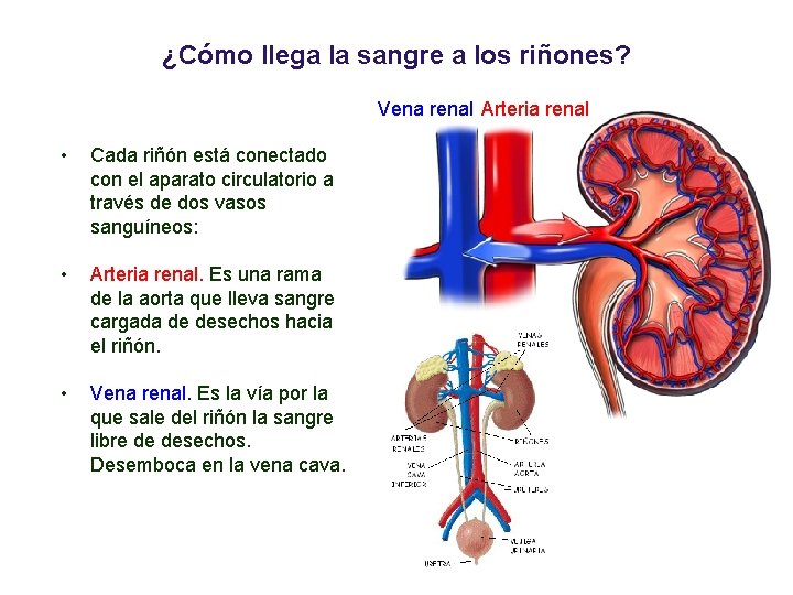 03 ¿Cómo llega la sangre a los riñones? Vena renal Arteria renal • Cada