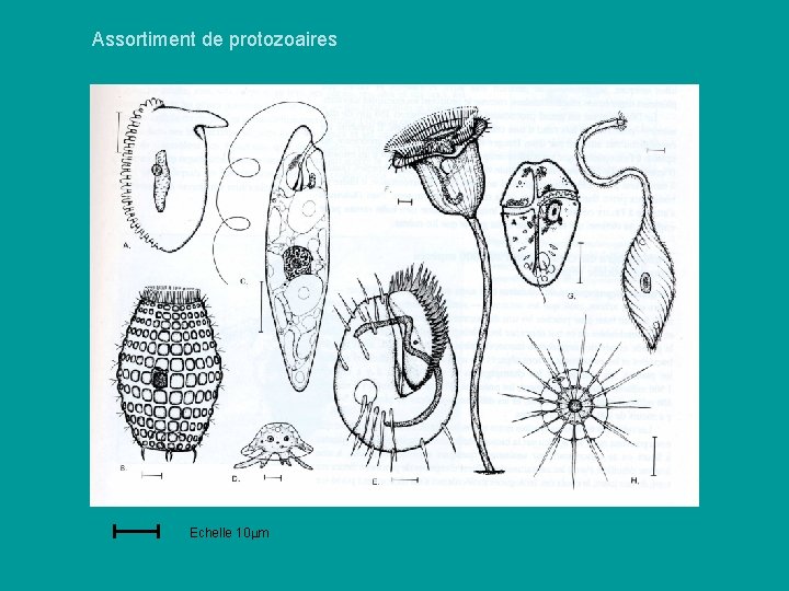 Assortiment de protozoaires Echelle 10 mm Assortiment de protozoaires Echelle 10 mm