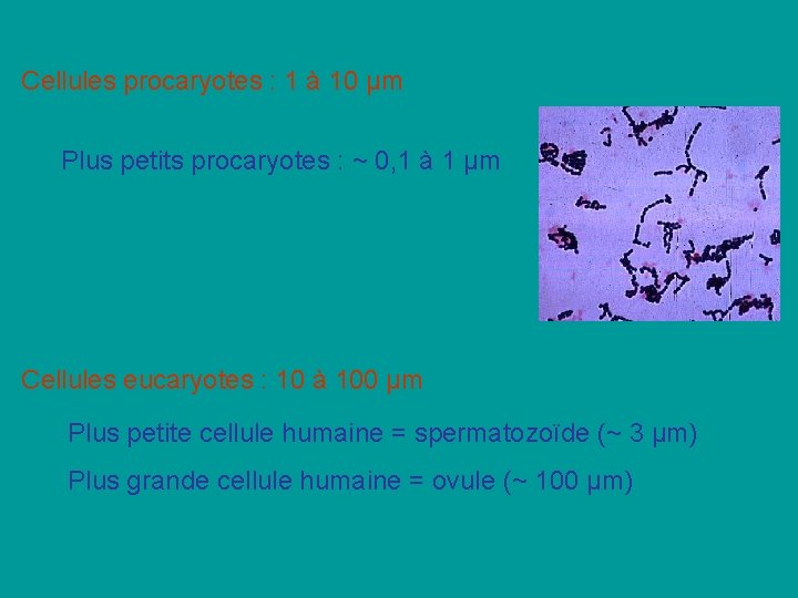 Cellules procaryotes : 1 à 10 µm Plus petits procaryotes : ~ 0, 1 Cellules procaryotes : 1 à 10 µm Plus petits procaryotes : ~ 0, 1