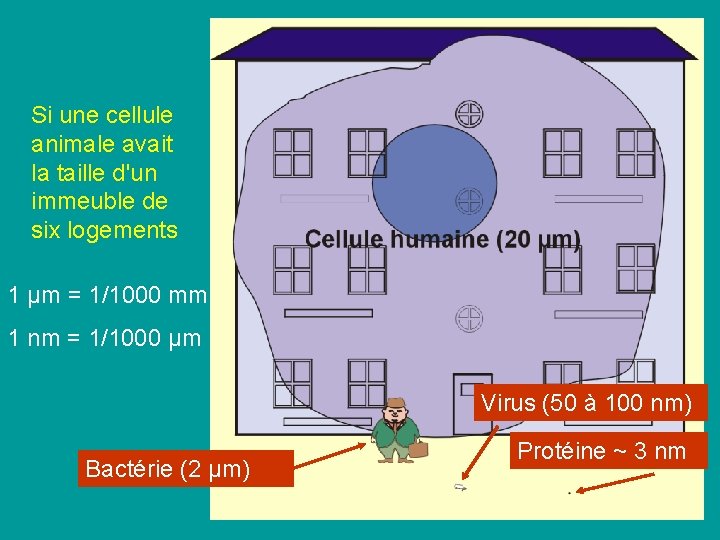 Si une cellule animale avait la taille d'un immeuble de six logements 1 µm Si une cellule animale avait la taille d'un immeuble de six logements 1 µm