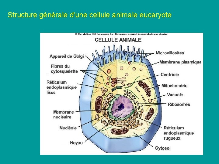 Structure générale d'une cellule animale eucaryote Structure générale d'une cellule animale eucaryote