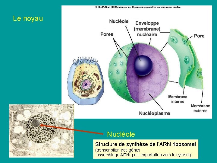 Le noyau Nucléole Structure de synthèse de l’ARN ribosomal (transcription des gènes assemblage ARNr Le noyau Nucléole Structure de synthèse de l’ARN ribosomal (transcription des gènes assemblage ARNr