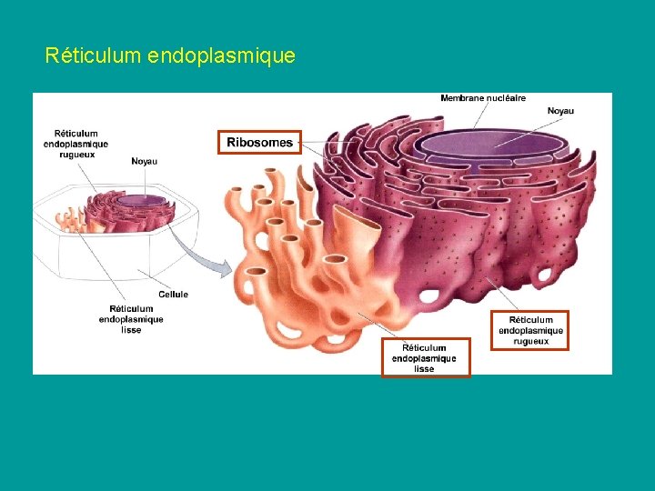 Réticulum endoplasmique Réticulum endoplasmique