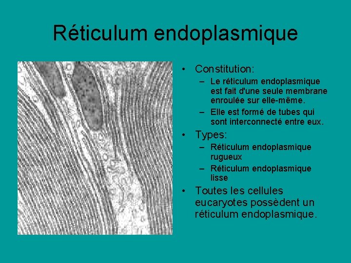 Réticulum endoplasmique • Constitution: – Le réticulum endoplasmique est fait d'une seule membrane enroulée Réticulum endoplasmique • Constitution: – Le réticulum endoplasmique est fait d'une seule membrane enroulée