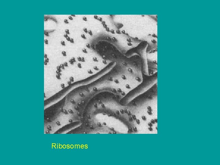 Ribosomes Ribosomes