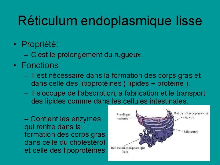 Réticulum endoplasmique lisse • Propriété: – C'est le prolongement du rugueux. • Fonctions: – Réticulum endoplasmique lisse • Propriété: – C'est le prolongement du rugueux. • Fonctions: –
