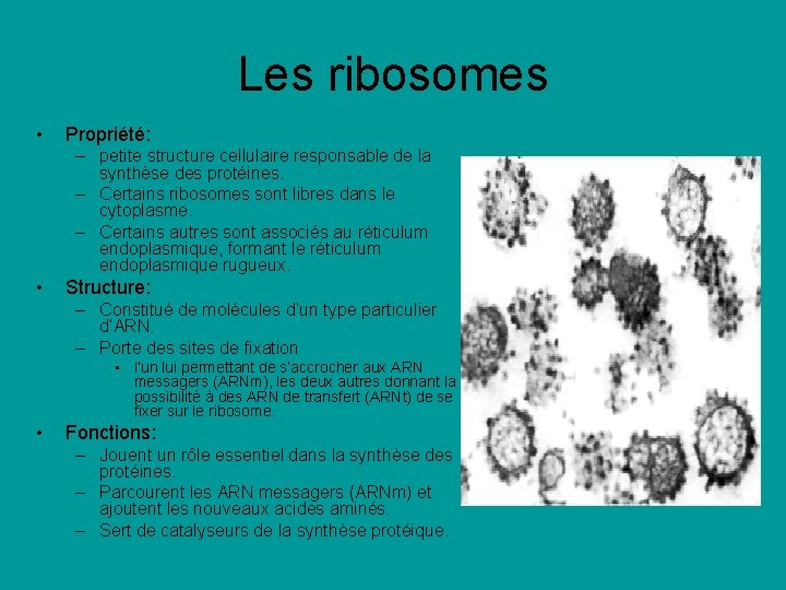 Les ribosomes • Propriété: – petite structure cellulaire responsable de la synthèse des protéines. Les ribosomes • Propriété: – petite structure cellulaire responsable de la synthèse des protéines.