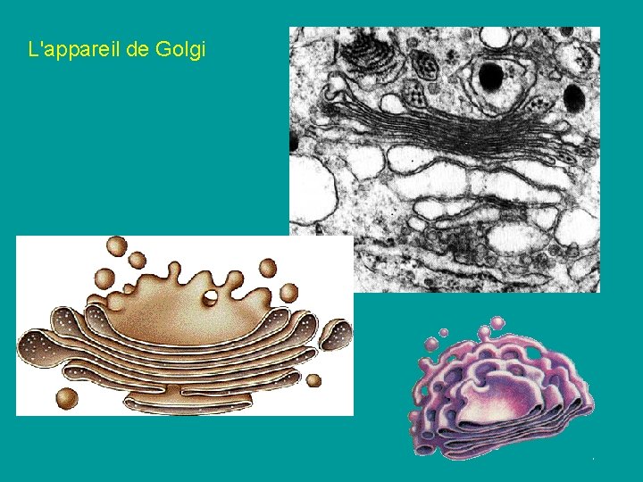 L'appareil de Golgi L'appareil de Golgi