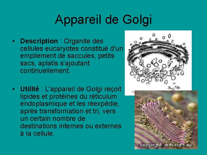 Appareil de Golgi • Description : Organite des cellules eucaryotes constitué d'un empilement de Appareil de Golgi • Description : Organite des cellules eucaryotes constitué d'un empilement de