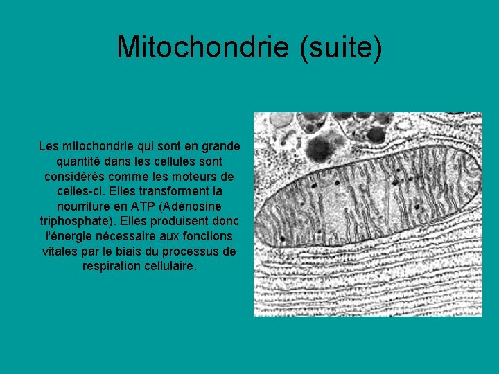 Mitochondrie (suite) Les mitochondrie qui sont en grande quantité dans les cellules sont considérés Mitochondrie (suite) Les mitochondrie qui sont en grande quantité dans les cellules sont considérés