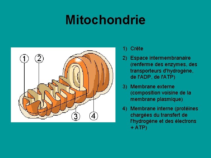 Mitochondrie 1) Crête 2) Espace intermembranaire (renferme des enzymes, des transporteurs d'hydrogène, de l'ADP, Mitochondrie 1) Crête 2) Espace intermembranaire (renferme des enzymes, des transporteurs d'hydrogène, de l'ADP,
