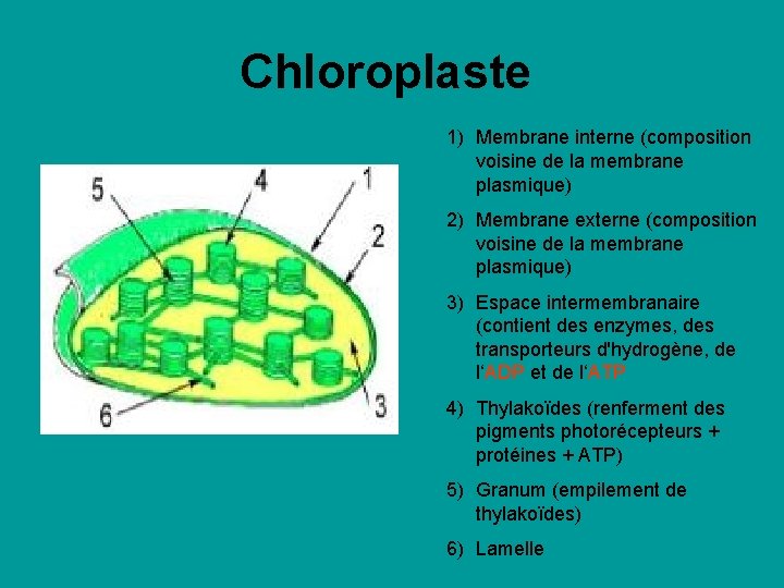 Chloroplaste 1) Membrane interne (composition voisine de la membrane plasmique) 2) Membrane externe (composition Chloroplaste 1) Membrane interne (composition voisine de la membrane plasmique) 2) Membrane externe (composition