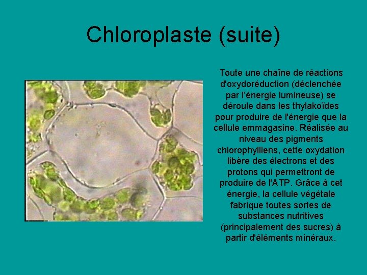 Chloroplaste (suite) Toute une chaîne de réactions d'oxydoréduction (déclenchée par l’énergie lumineuse) se déroule Chloroplaste (suite) Toute une chaîne de réactions d'oxydoréduction (déclenchée par l’énergie lumineuse) se déroule
