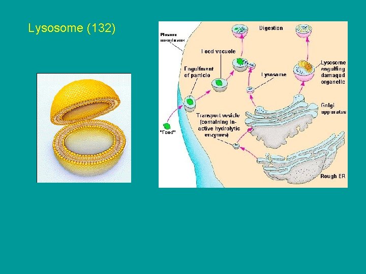 Lysosome (132) Lysosome (132)