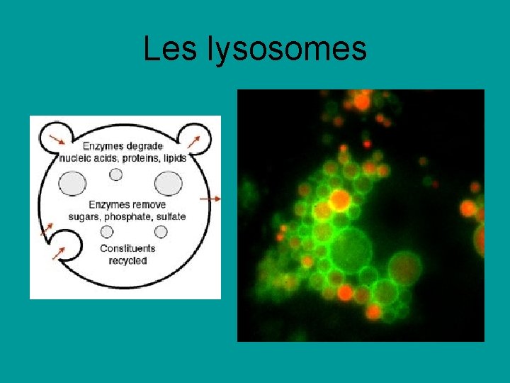 Les lysosomes Les lysosomes