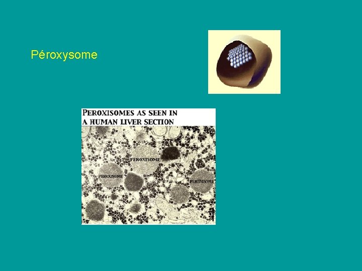 Péroxysome Péroxysome