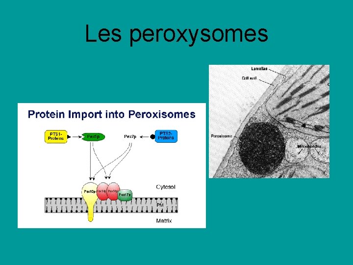 Les peroxysomes Les peroxysomes