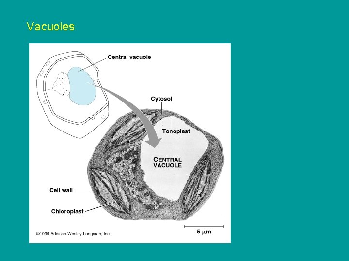 Vacuoles Vacuoles