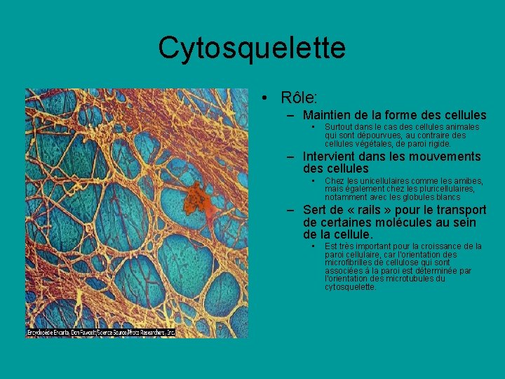 Cytosquelette • Rôle: – Maintien de la forme des cellules • Surtout dans le Cytosquelette • Rôle: – Maintien de la forme des cellules • Surtout dans le
