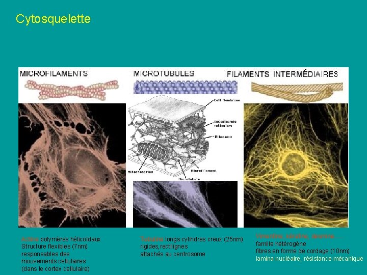 Cytosquelette Actine polymères hélicoïdaux Structure flexibles (7 nm) responsables des mouvements cellulaires (dans le Cytosquelette Actine polymères hélicoïdaux Structure flexibles (7 nm) responsables des mouvements cellulaires (dans le