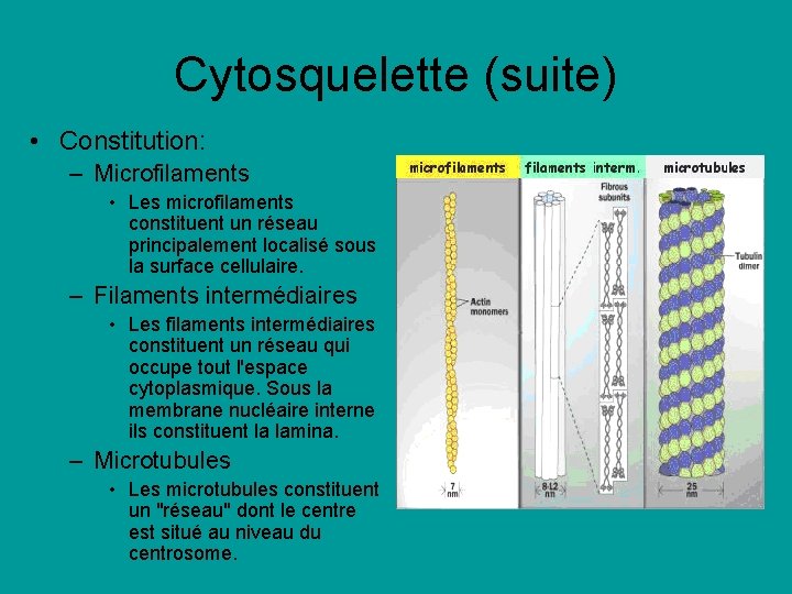 Cytosquelette (suite) • Constitution: – Microfilaments • Les microfilaments constituent un réseau principalement localisé Cytosquelette (suite) • Constitution: – Microfilaments • Les microfilaments constituent un réseau principalement localisé