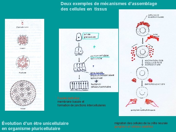 Deux exemples de mécanismes d’assemblage des cellules en tissus Feuillet épithélial : membrane basale Deux exemples de mécanismes d’assemblage des cellules en tissus Feuillet épithélial : membrane basale