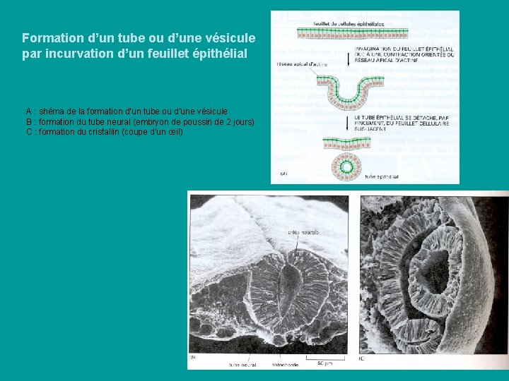 Formation d’un tube ou d’une vésicule par incurvation d’un feuillet épithélial A : shéma Formation d’un tube ou d’une vésicule par incurvation d’un feuillet épithélial A : shéma