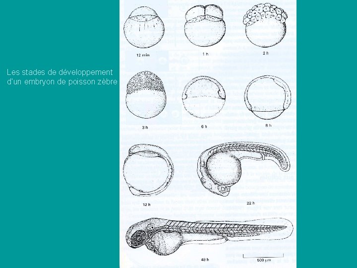 Les stades de développement d’un embryon de poisson zèbre Les stades de développement d’un embryon de poisson zèbre