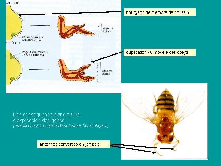 bourgeon de membre de poussin duplication du modèle des doigts Des conséquence d’anomalies d’expression bourgeon de membre de poussin duplication du modèle des doigts Des conséquence d’anomalies d’expression